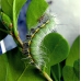 Saturnia (Neoris) schencki Kazakhstan eggs